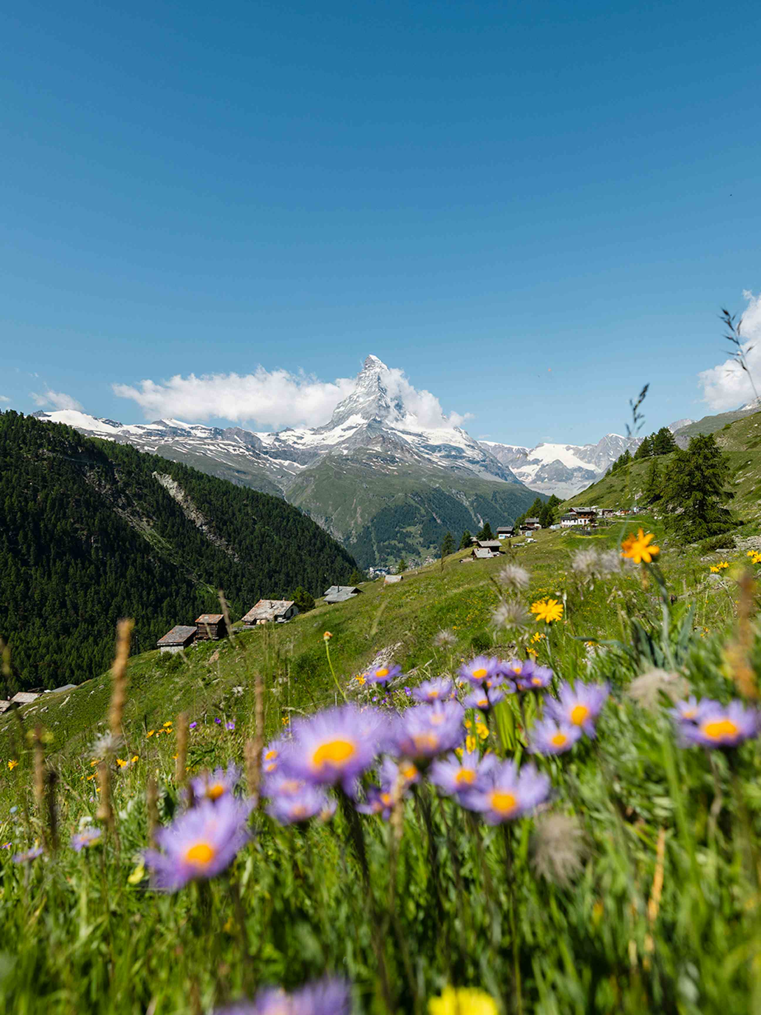 Herb Garden Zermatt Summer